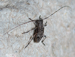Hyperplatys californicus