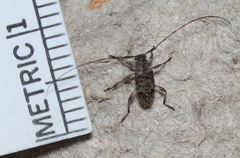 Hyperplatys californicus