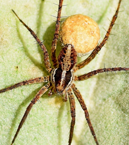 Pardosa vittata