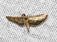 Syngamia