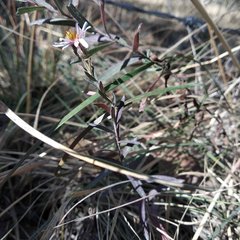 Symphyotrichum moranense
