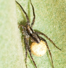 Pardosa vittata