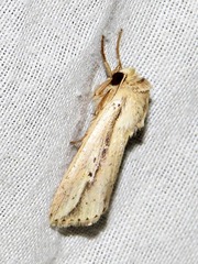Mythimna tacuna
