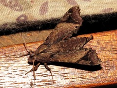 Temnora pseudopylas