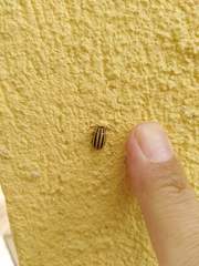 Kuschelina nigrovittata