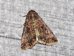 Condica capensis