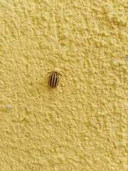 Kuschelina nigrovittata