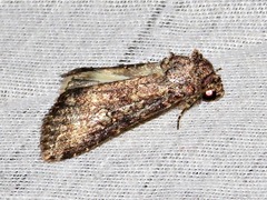Condica capensis