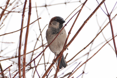 Passer domesticus
