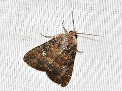 Condica capensis
