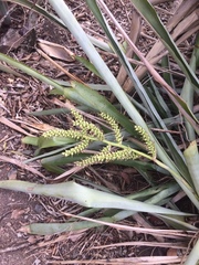 Liliopsida