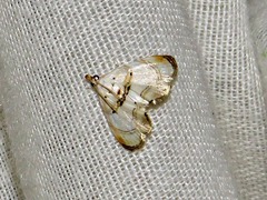 Trichophysetis whitei