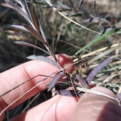 Symphyotrichum moranense