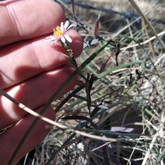 Symphyotrichum moranense