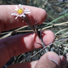 Symphyotrichum moranense