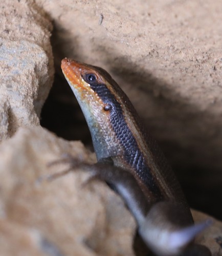 Wahlberg’s Striped Skink