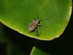 Chalepistes compressus