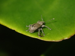 Chalepistes compressus