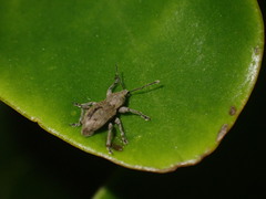 Chalepistes compressus