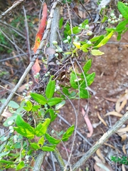 Boquila trifoliolata