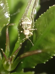 Brachyolus punctatus