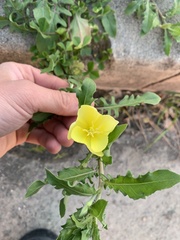 Oenothera laciniata