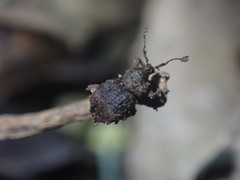 Brachyolus punctatus