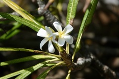 Plumeria alba