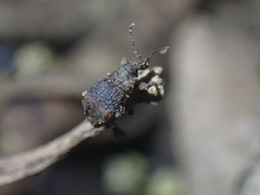 Brachyolus punctatus