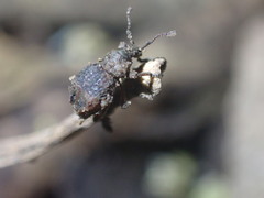 Brachyolus punctatus