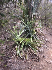 Liliopsida
