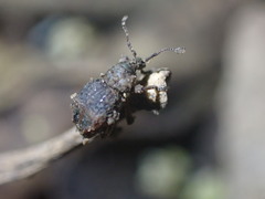 Brachyolus punctatus