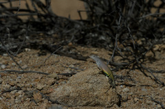 Cophosaurus texanus scitulus