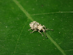 Brachyolus punctatus