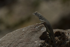 Cophosaurus texanus scitulus