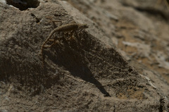 Sceloporus merriami merriami