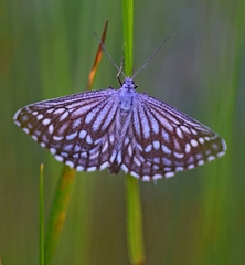 Schistostege decussata