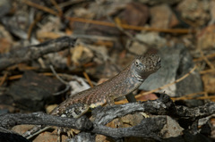 Cophosaurus texanus scitulus