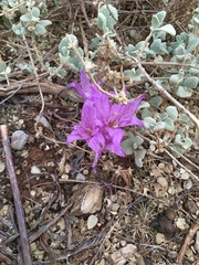 Colchicum macrophyllum