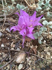 Colchicum macrophyllum
