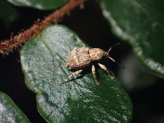 Brachyolus punctatus