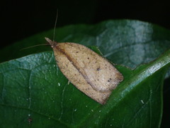 Planotortrix