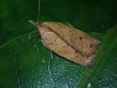 Planotortrix