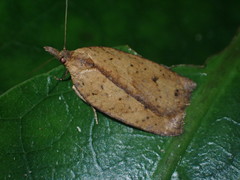 Planotortrix