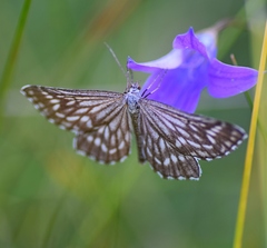 Schistostege decussata