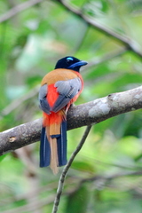 Harpactes duvaucelii