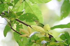 Chloropsis sonnerati