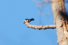 Microhierax fringillarius