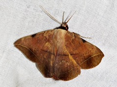 Hypopyra capensis