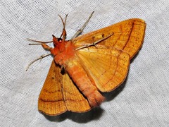 Hypopyra capensis